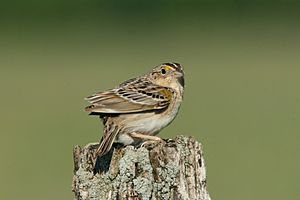 Grasshopper Sparrow.jpg