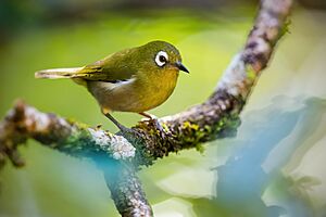 Green-backed White-eye 0A2A0617.jpg