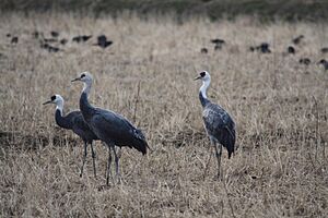 Grus monacha -Kyushu, Japan -three-8.jpg