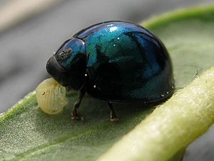 H-chalybeus eating monarch egg