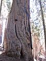 Hart Tree (2)