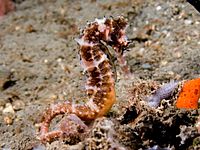 Hippocampus histrix (Thorny seahorse)