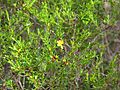Hypericum fasciculatum 001 by Scott Zona