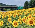 I-40W-Sunflowers