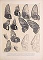 Icones ornithopterorum (Pl. 64) (7704289196)