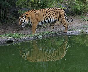 Indochinese Tiger.jpg
