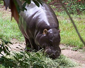 Jackson Zoo Pygmy Hippopotamus