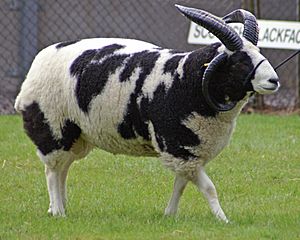 a piebald sheep with four horns