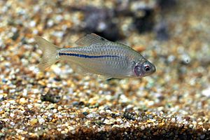 Japan fish, Rhodeus sinensis (15600774319)