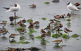 Kärrsnäppa - (Calidris alpina)