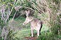 Kangaroo at Werribee Open Range Zoo