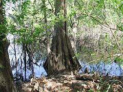 Lake Iamonia gallery003 cypress