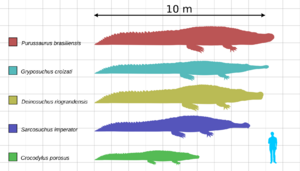 Large crocodyliformes