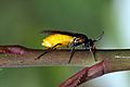 Large rose sawfly (Arge pagana stephensii)