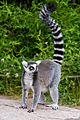 Lemur (36254433134)