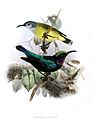 Leptocoma sericea cornelia Keulemans