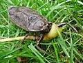Lethocerus americanus
