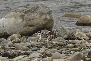 Long-billed Plover - Arunachal Pradesh - India FJ0A8807 (34155916121)