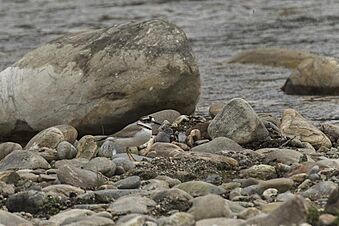 Long-billed Plover - Arunachal Pradesh - India FJ0A8807 (34155916121)