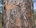 Longleaf pine bark