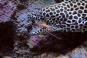 Lysmata amboinensis cleans mouth of a Moray eel