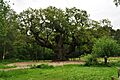 Major Oak (9492)