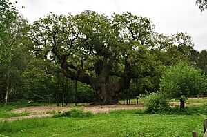 Major Oak (9492)