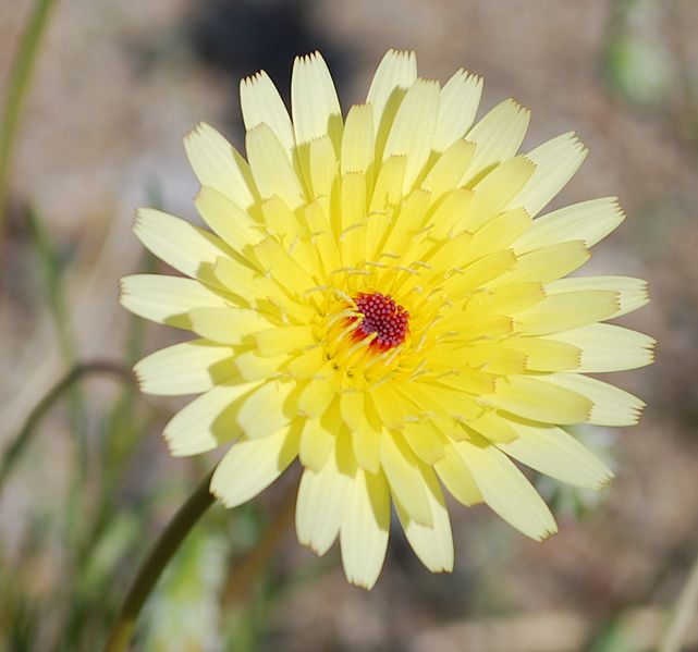 Malacothrix glabrata 03-08-09