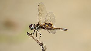 Male Common Glider lateral (17274274202)