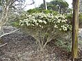 Melaleuca bromelioides 01