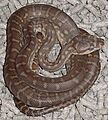 Morelia bredli
