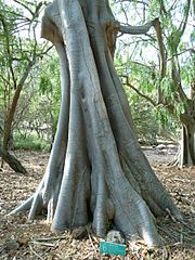 Moringa stenopetala tree trunk, Koko Crater Botanical Garden