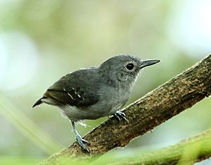 Myrmotherula assimilis - Leaden antwren (male).jpg