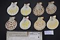 Naturalis Biodiversity Center - RMNH.MOL.321025 - Pecten tigris Lamarck, 1819 - Pectinidae - Mollusc shell