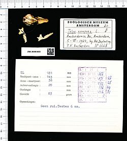 Naturalis Biodiversity Center - ZMA.MAM.6665 pal - Talpa europaea Linnaeus - skull