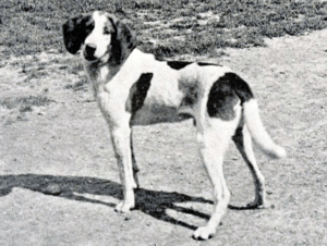 Image of an early Trigg Hound or progenitor