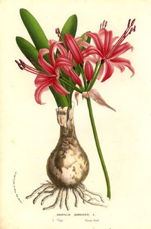 Nerine sarniensis (1856).jpg