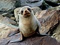 New Zealand Fur seal.FZ200 (14502532505)