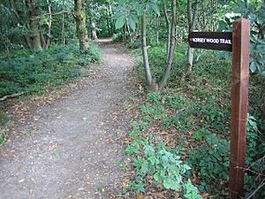 Norsey Woods, Billericay - geograph.org.uk - 48295