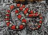 Scarlet snake