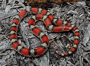 Northern Scarlet Snake (Cemophora coccinea copei) (8715614817)