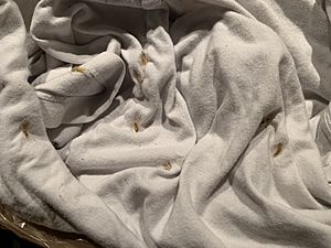 Pantry moth life cycle, reproducing in a single cotton T-shirt inside a drawer