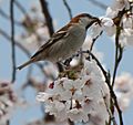 Passer rutilans (male eating Prunus × yedoensis s3)