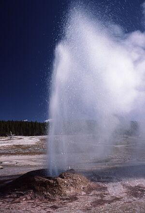 Pink cone geyser