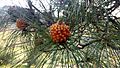 Pinus canariensis (male) in Presa de las Niñas 02
