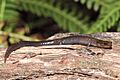 Plethodon elongatus