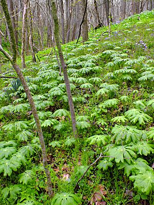 Podophyllum peltatum Shenks Ferry 2