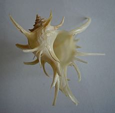 Poirieria zelandicus underside)