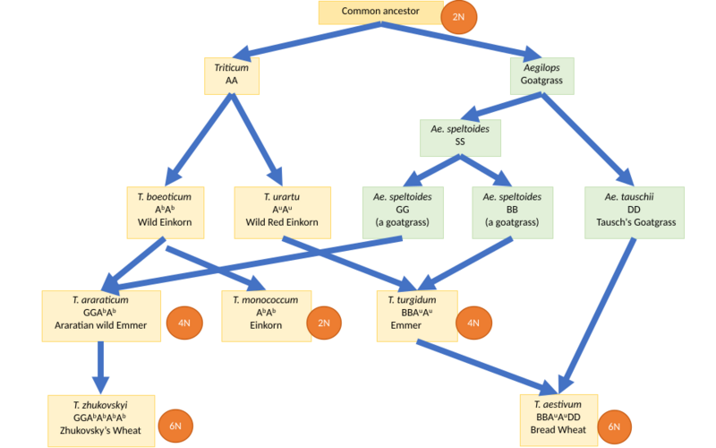 Polyploid wheat origins