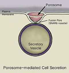 Porosome for wiki-2